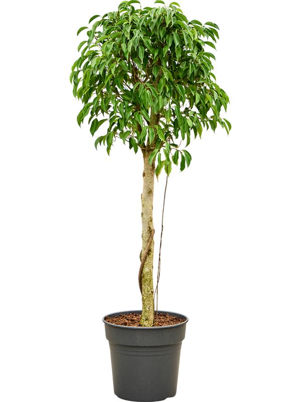 Ficus benjamina 'Columnar', D 34