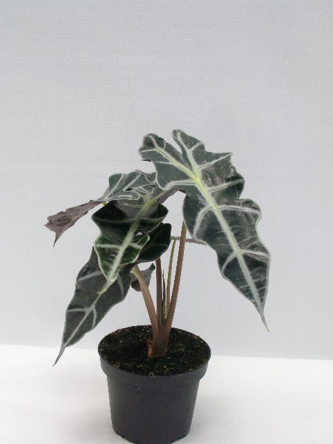 ALOCASIA X AMAZONICA, D 12 cm
