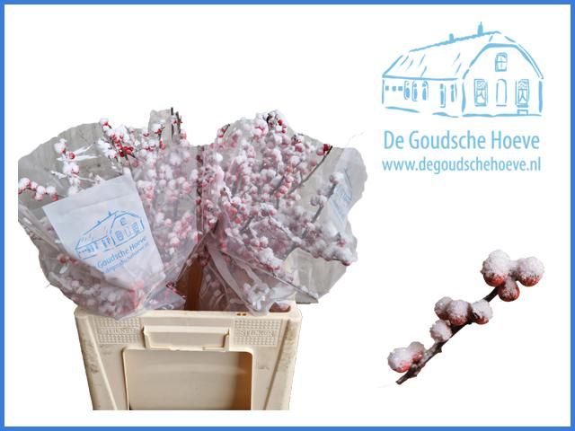 Илекс Овериг Крашеный (краш. ) 60, шт.