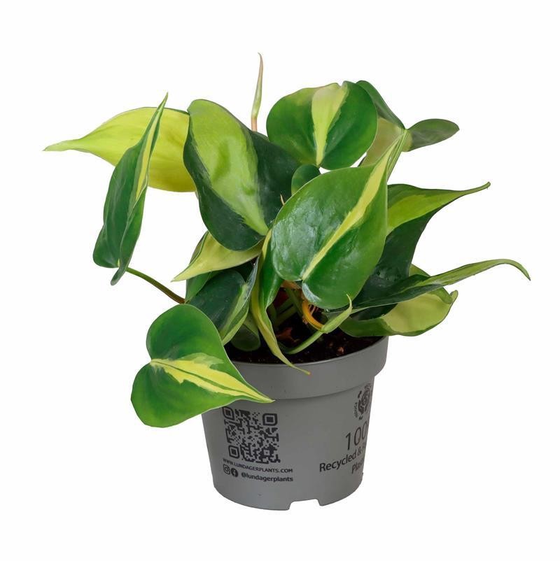 PHILODENDRON-HYBRID 590110 Brazil, D 11