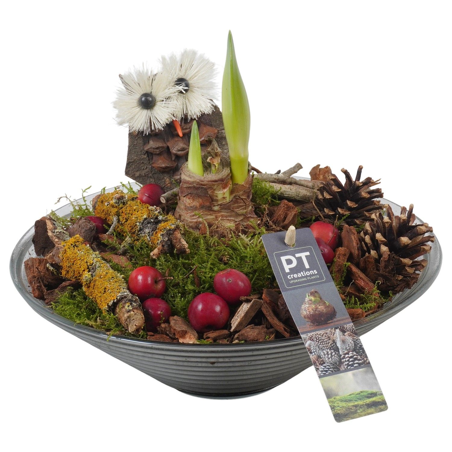 PTAA7588 Arrangement Amaryllis in glas schaal, D 26 cm