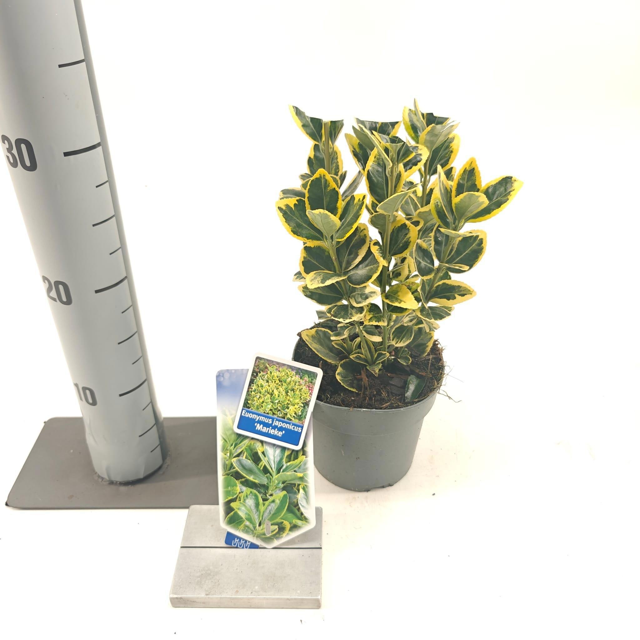 Euonymus jap. 'Marieke', D 13