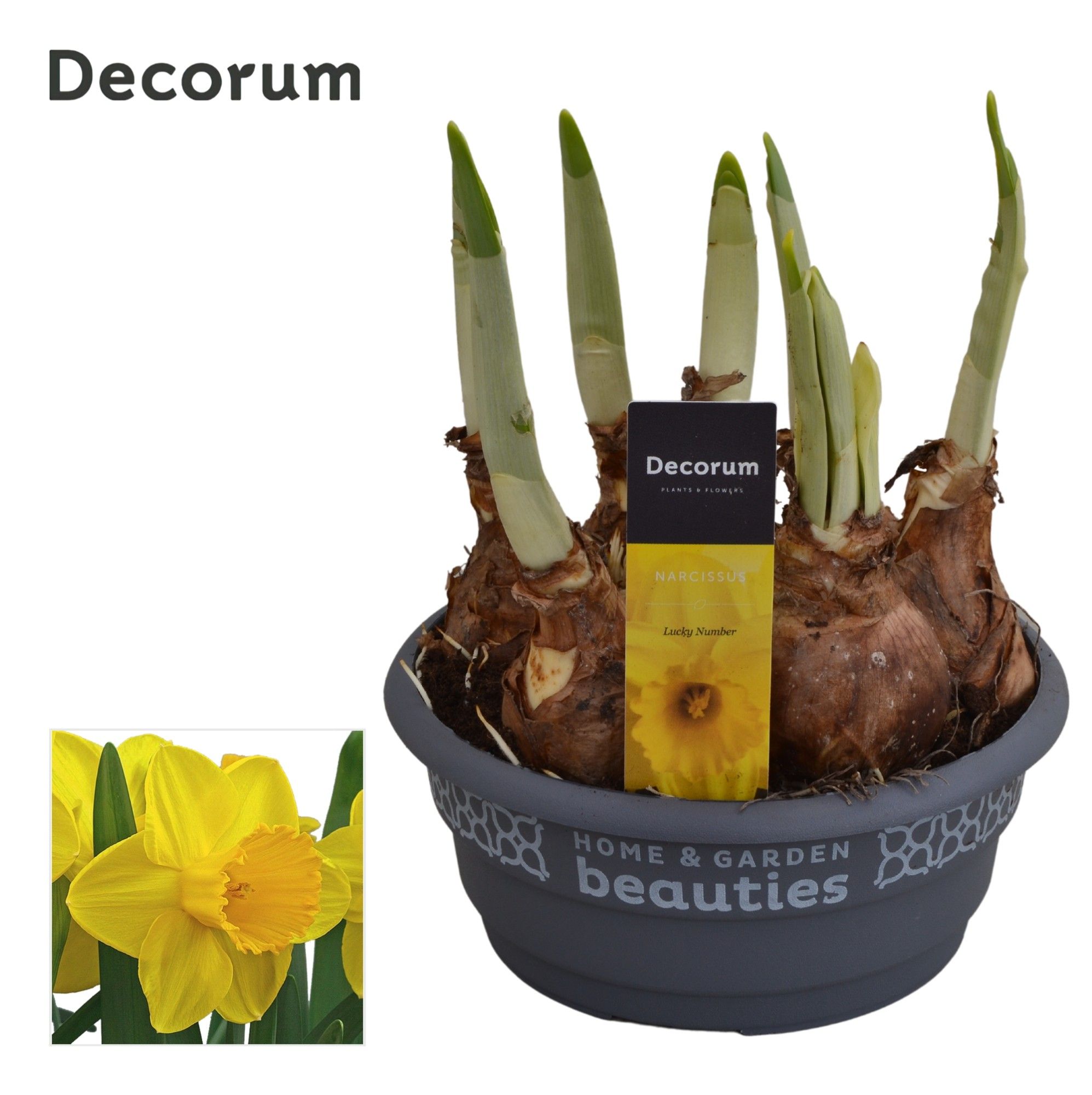 Narcis Lucky Number, D 16 cm