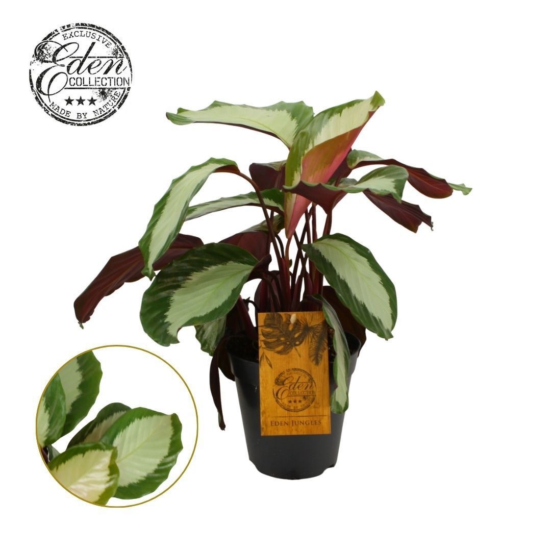 Calathea Royal Standard 15 cm, D 15