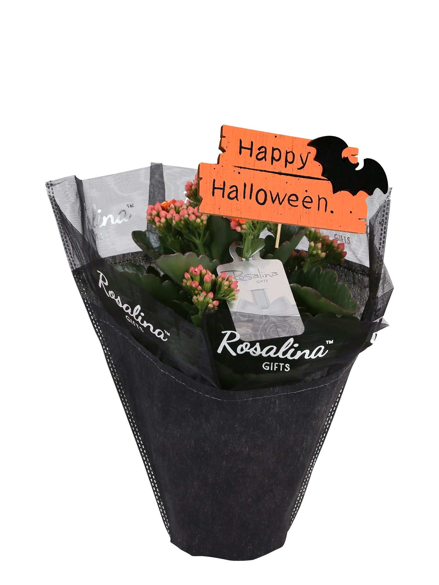 KP-608.10 - Kalanchoe Oranje in zwarte Gift hs + halloweensteker, D 12
