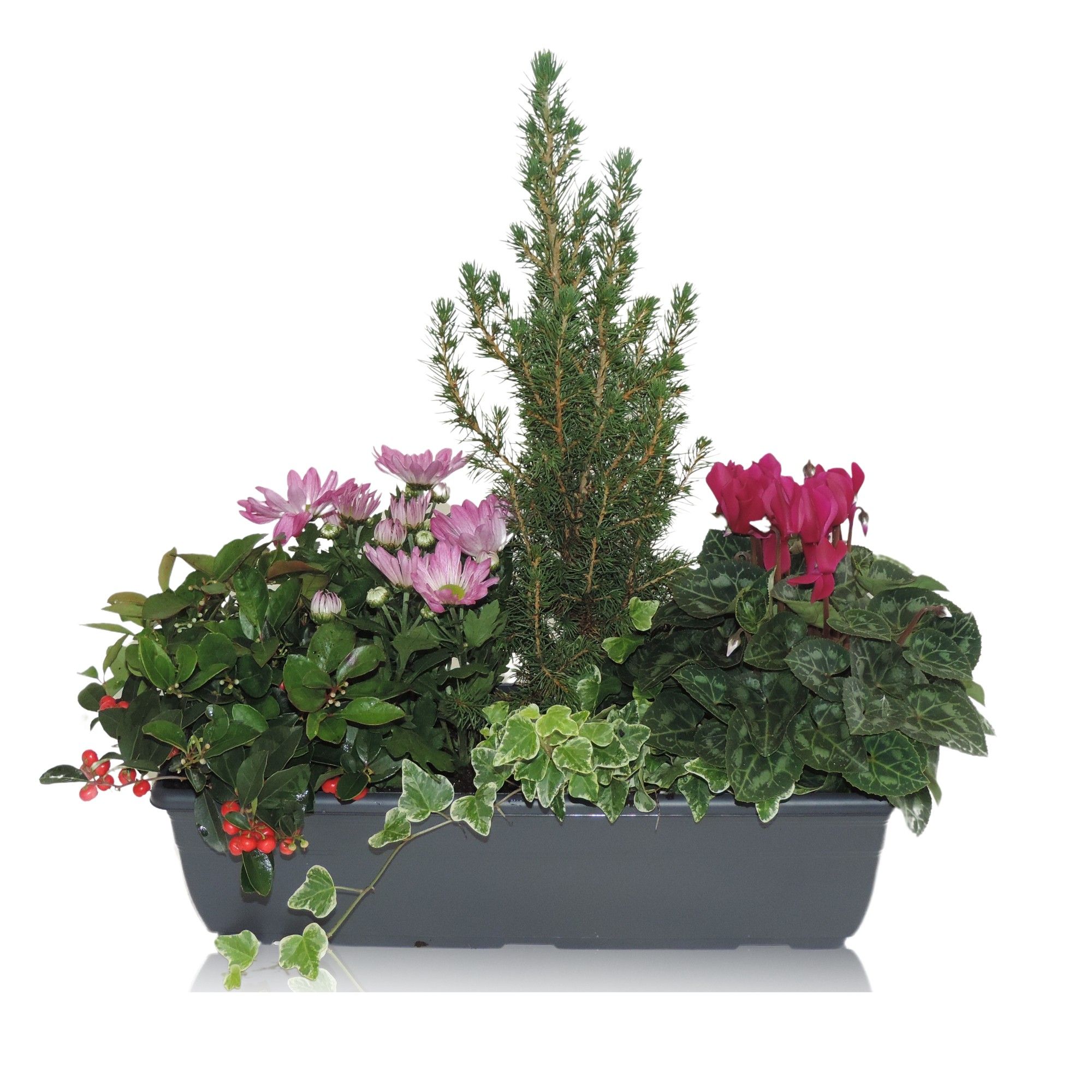 Arrangement Winter Classic in Balkonbak 40 cm, D 40