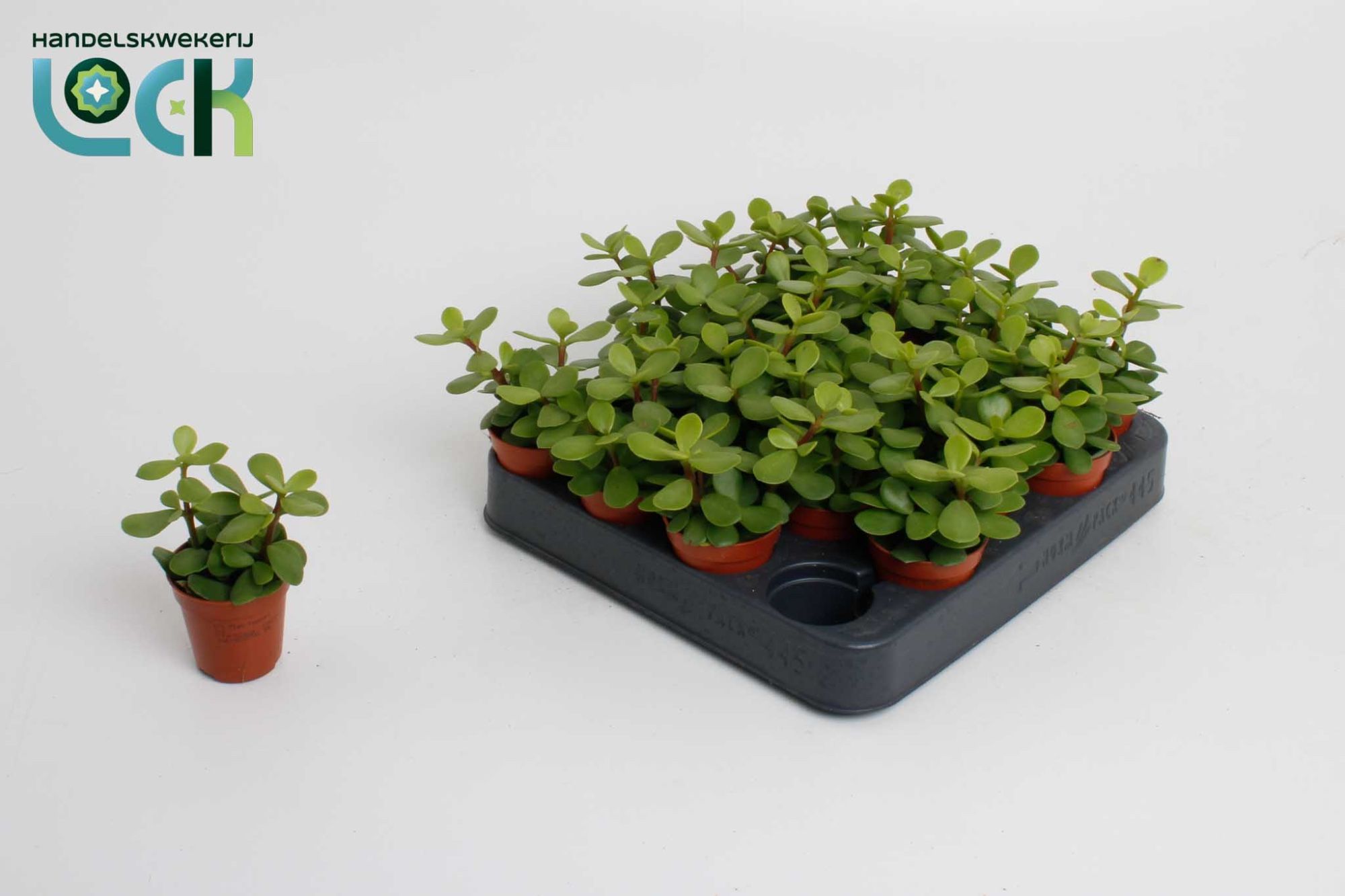 Portulacaria Afra, D 5,5