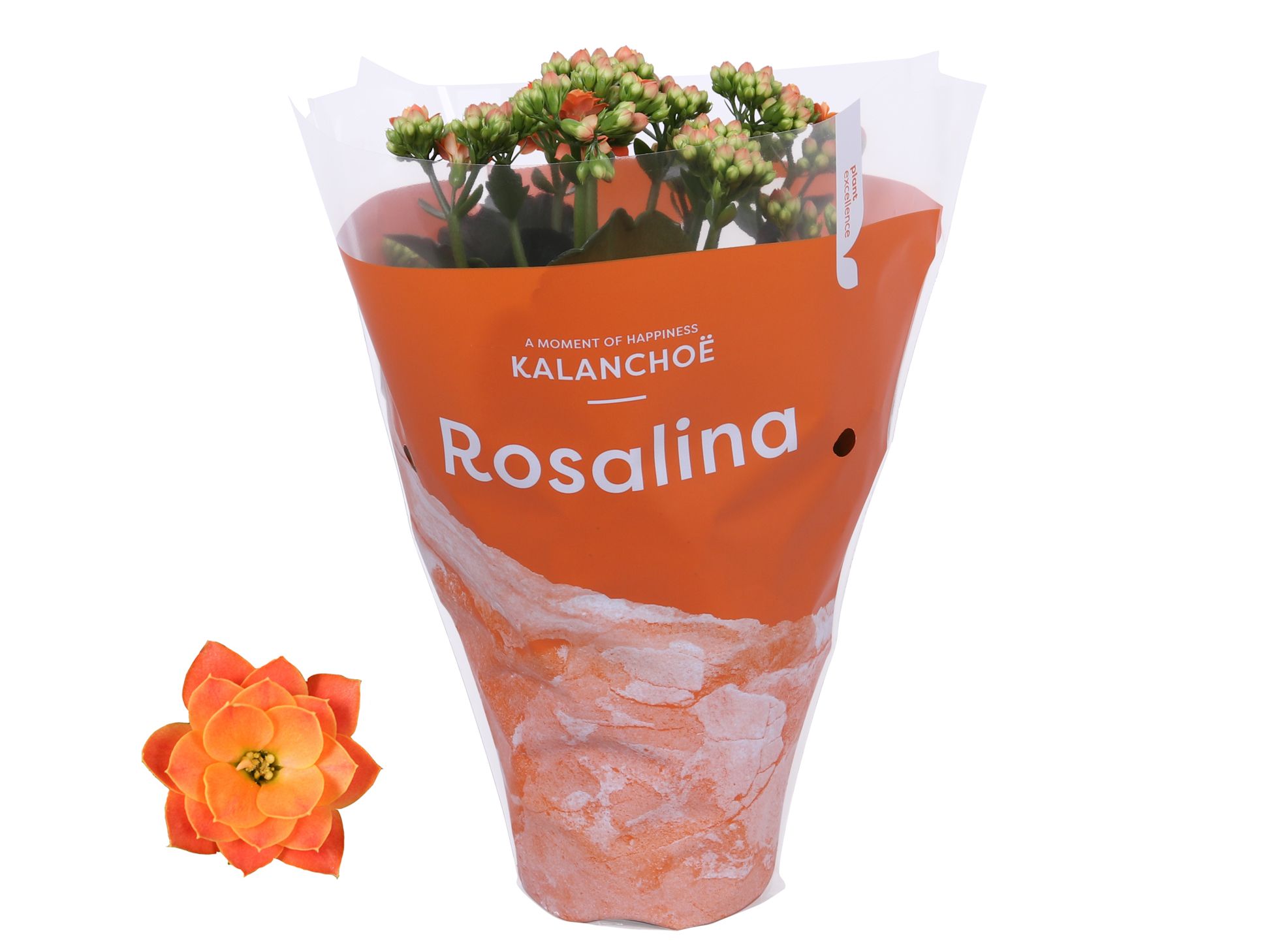 Kalanchoe Rosalina 12cm TST Don Pedro, Oranje hoes, D 12 cm Kalanchoe Rosalina 12cm TST Don Pedro, Oranje hoes, D 12 cm