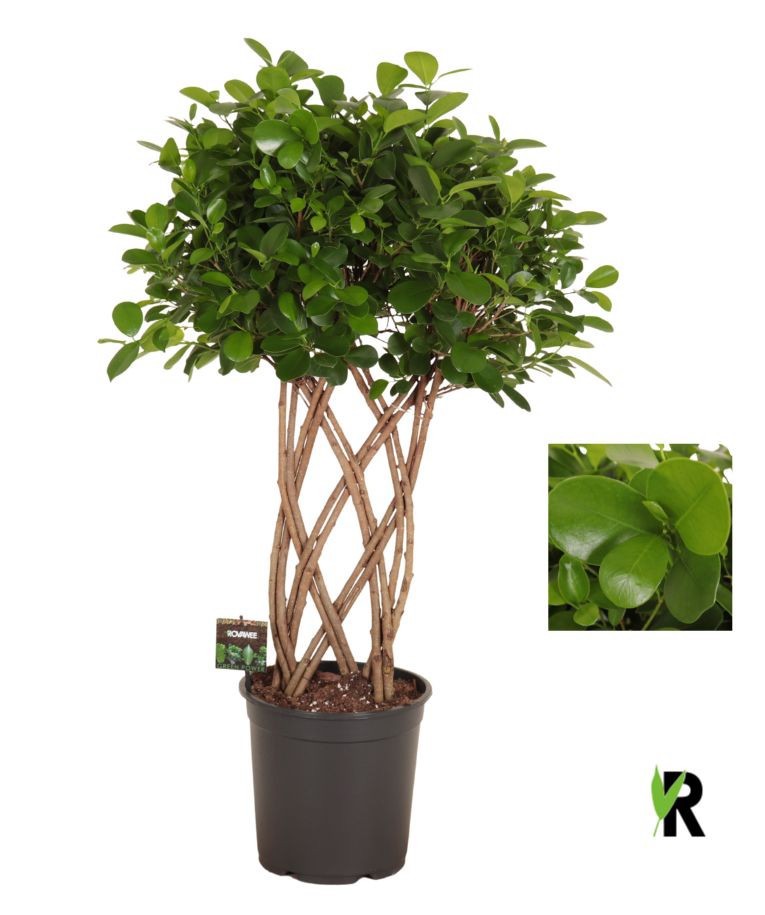 Ficus micr. Moclame dubbel gevlochten mat, D 27