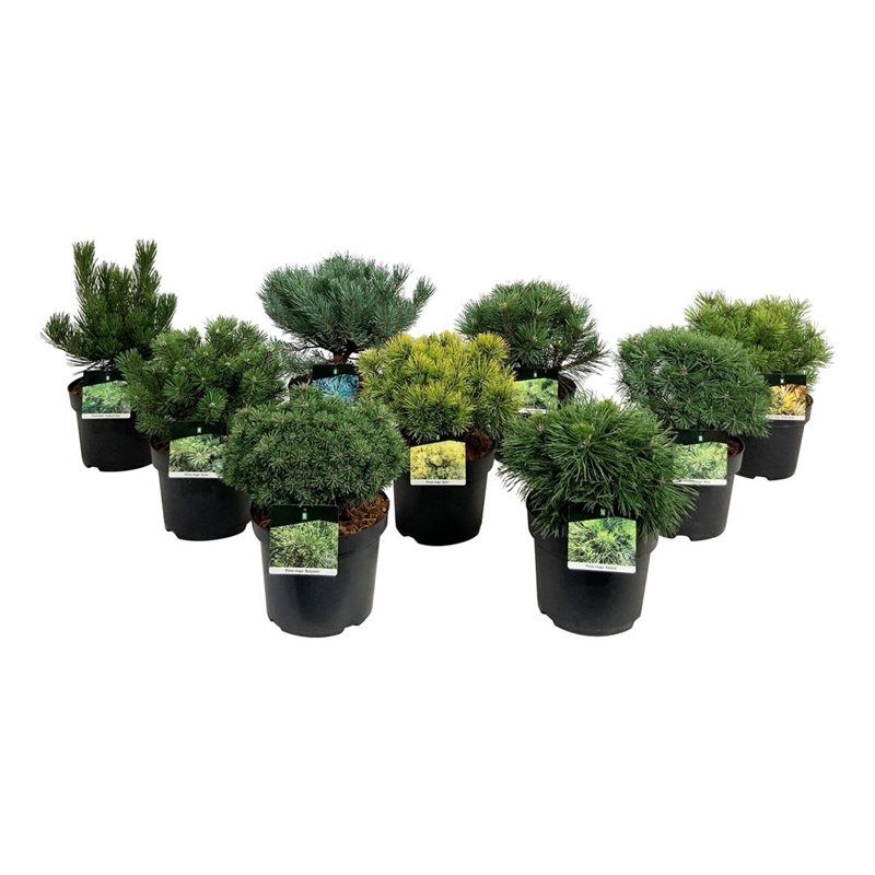 Mixlaag veredelde coniferen exclusief, D 26