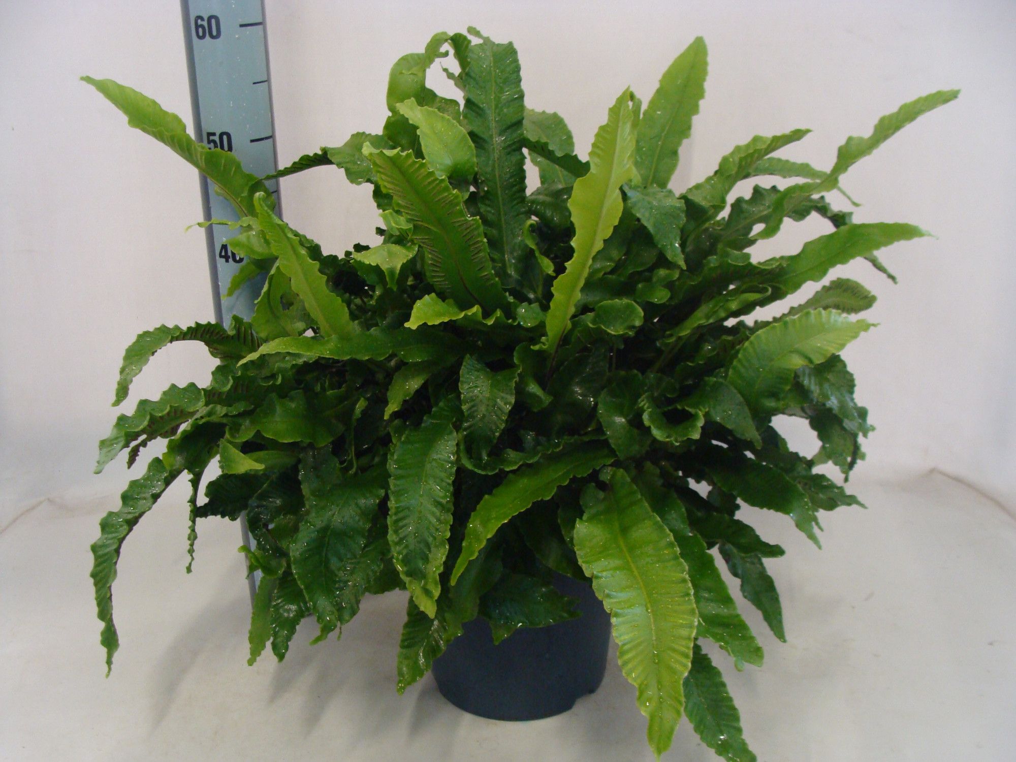 Asplenium scolopendrium 4, D 24
