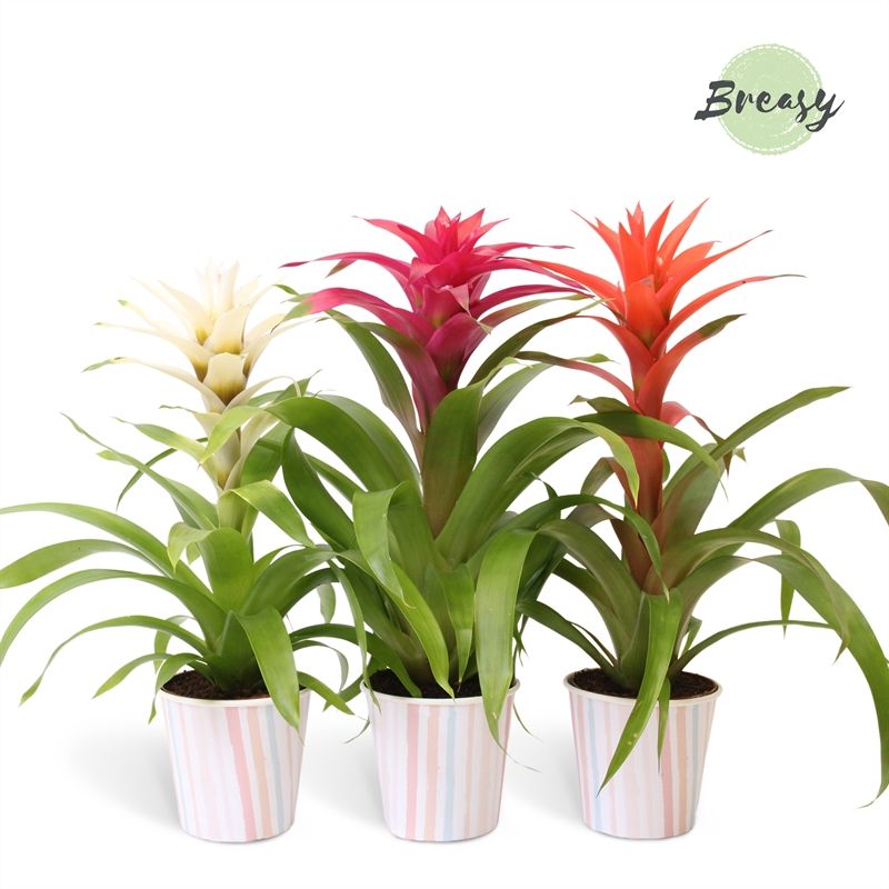 Guzmania Sweet - 13cm in Lille | Mimesis, D 13
