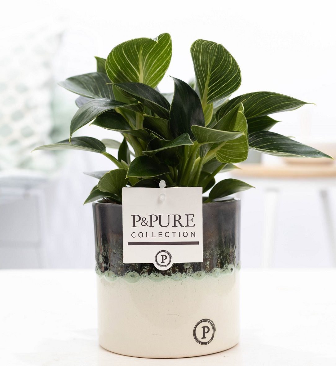 Philodendron WW in P&PURE Illusion cer. perfectly imperfectable, D 12