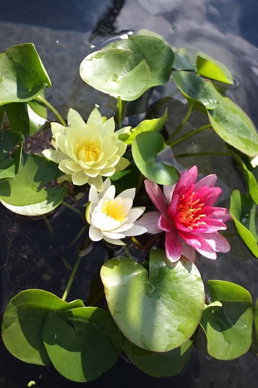 Nymphaea TRIO 40cm mand moederplant, D 40