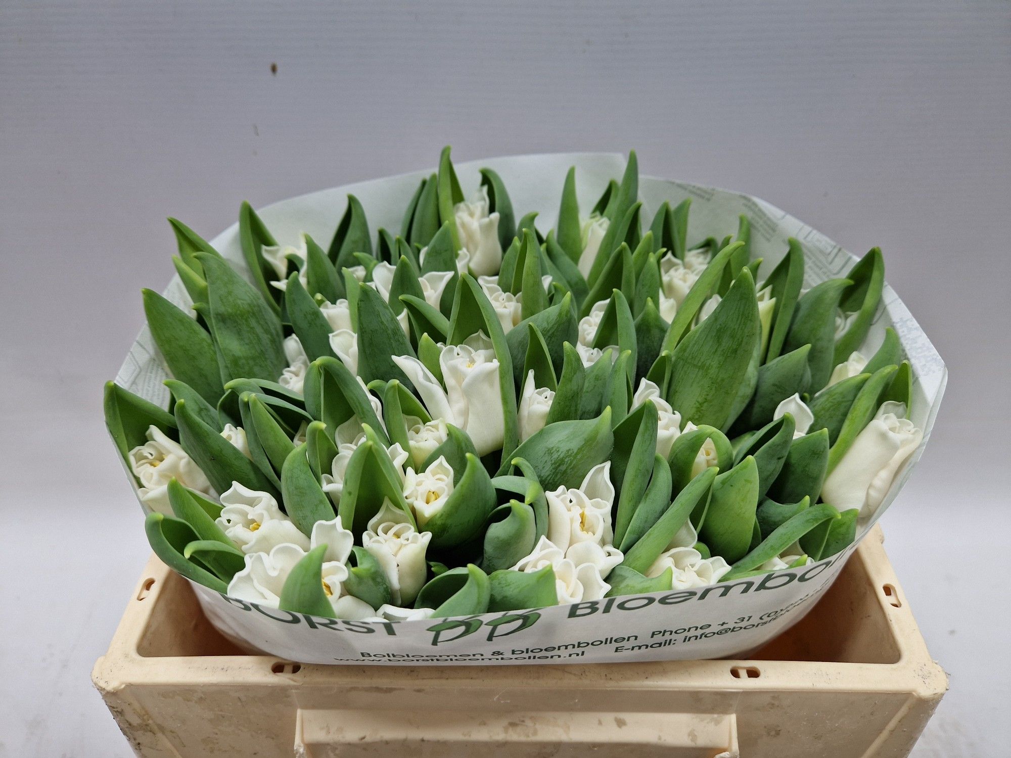 Тюльпан Вайт Либерстар, шт.