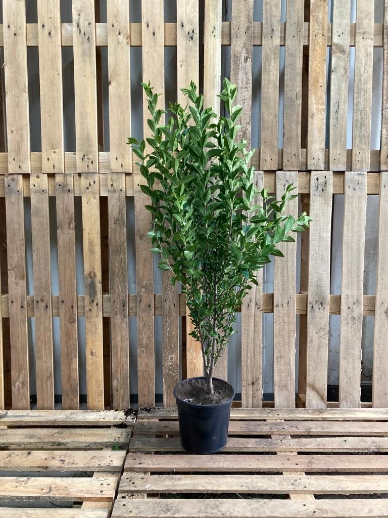 Ligustrum ovalifolium plantmaat 120-140, D 24 cm
