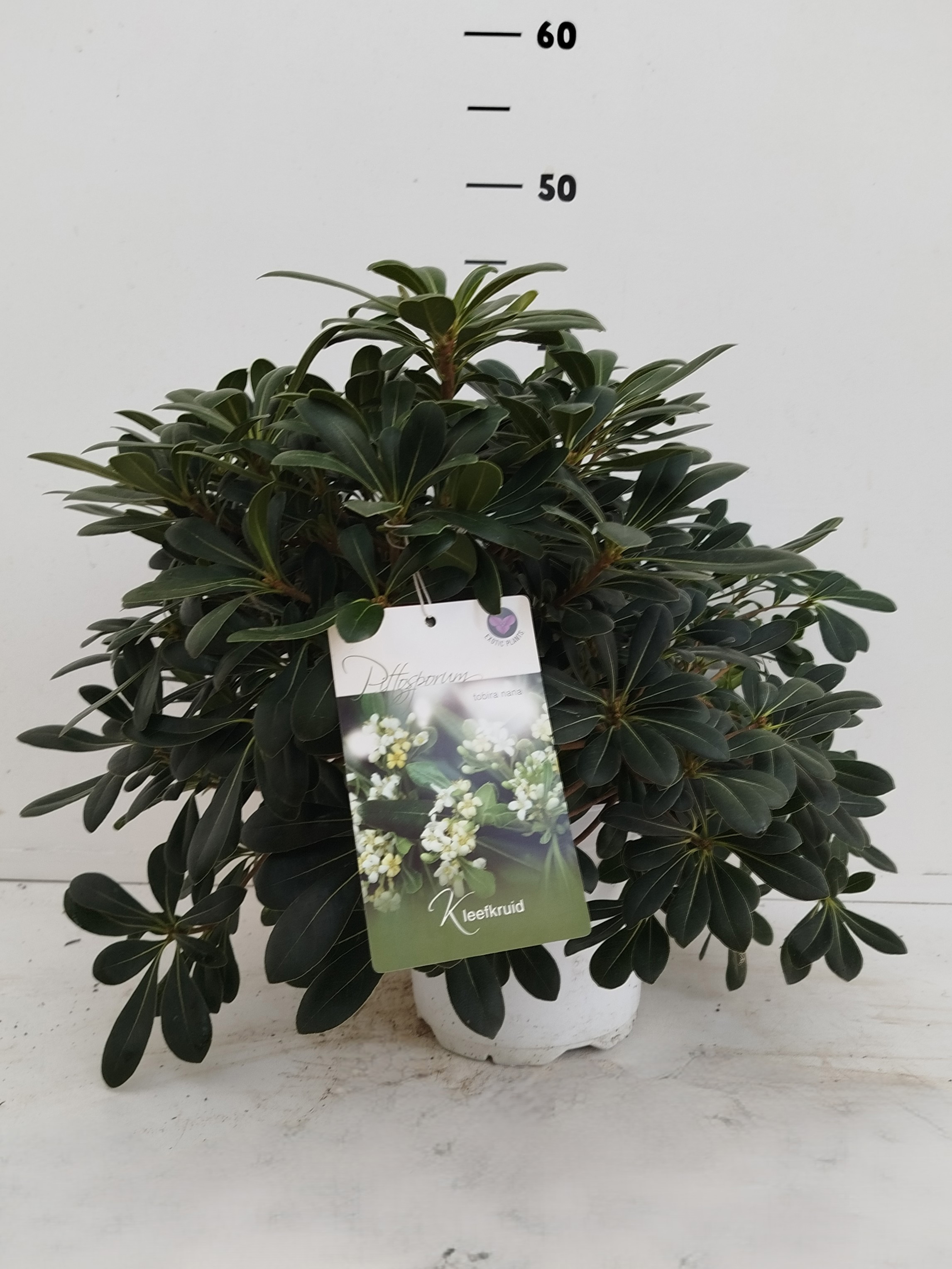 Pittosporum tobira ‘Nana’, D 19