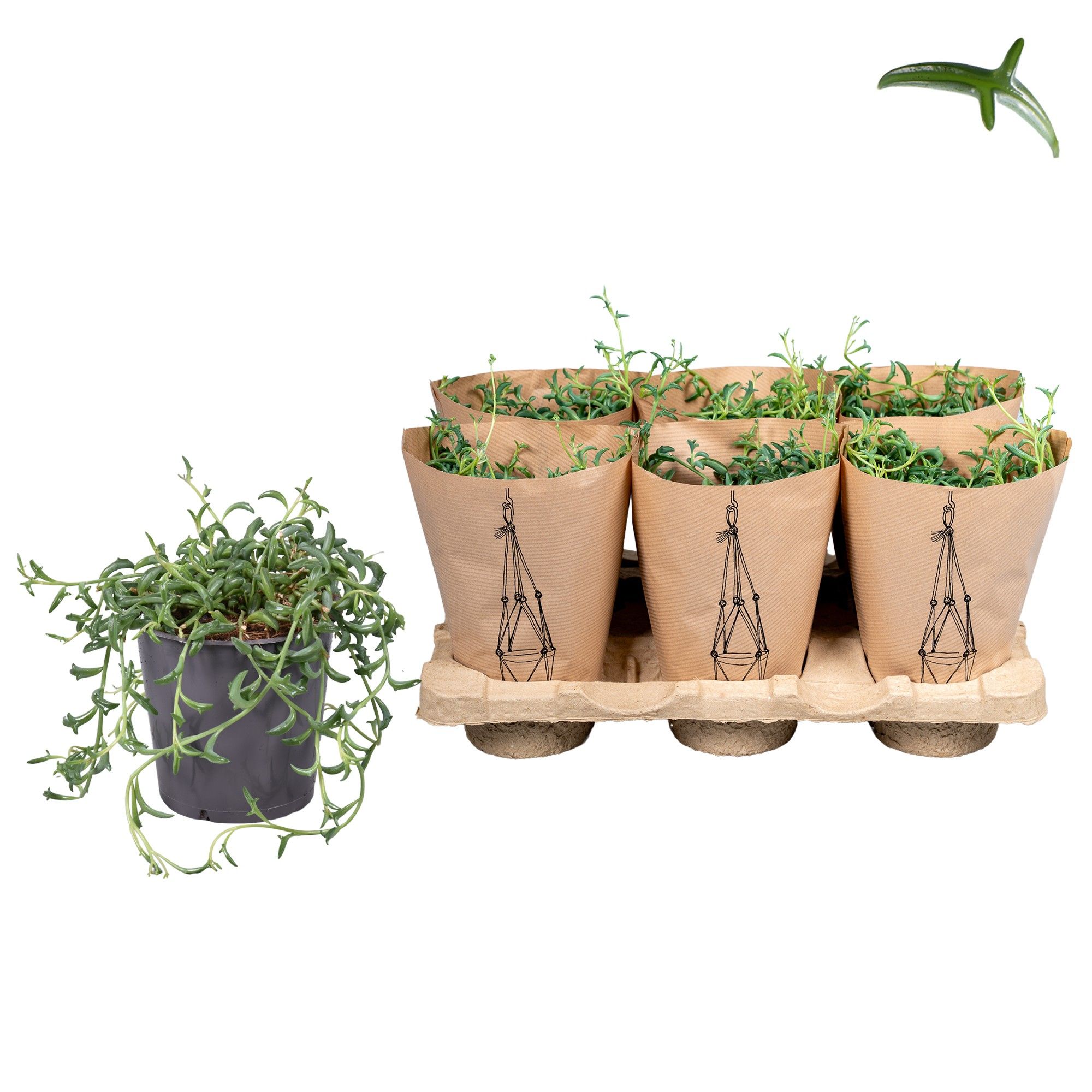 Senecio Peregrinus in Papieren Hoes, D 12