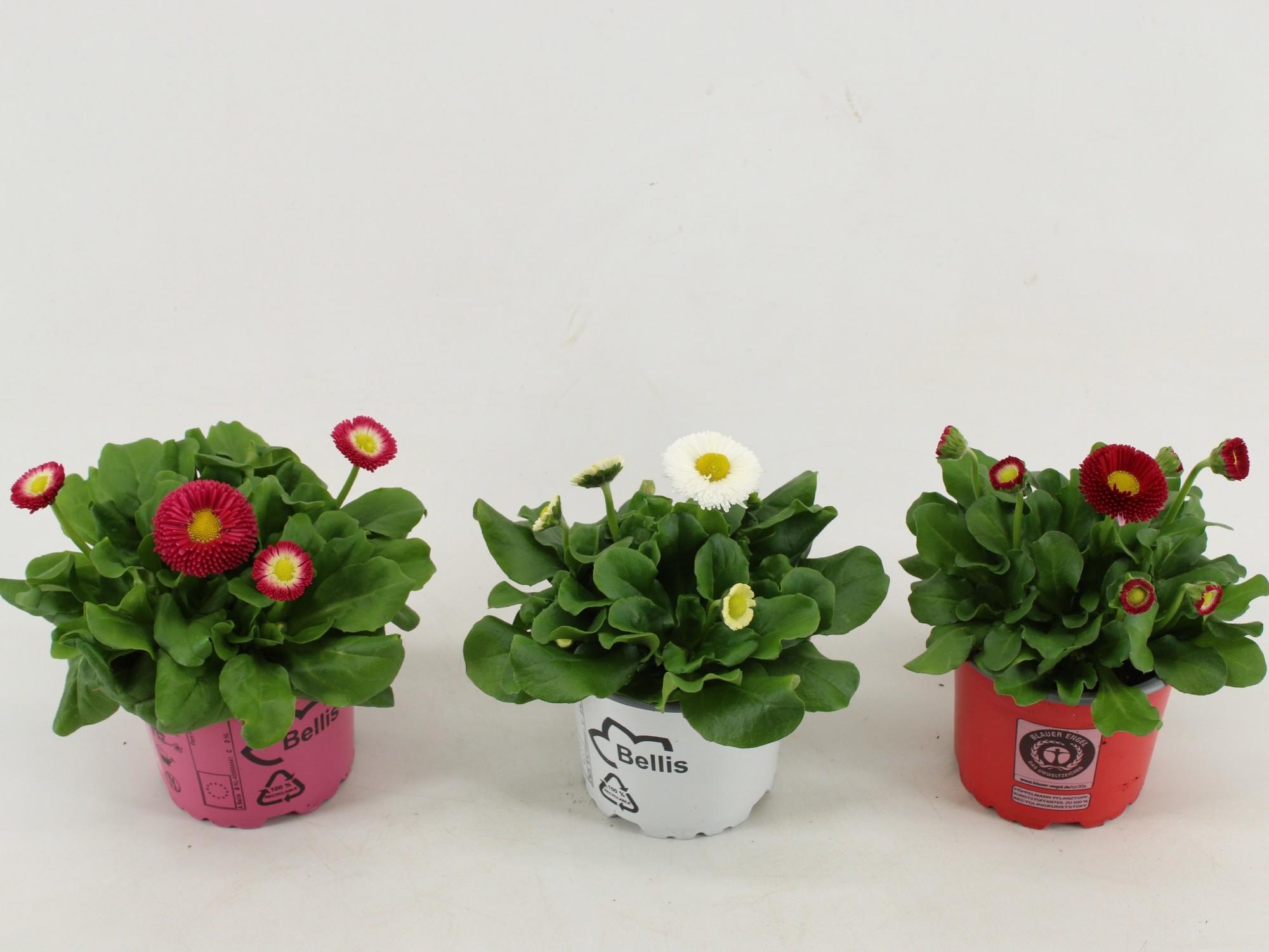 bellis Perennis klein bloemig Gemengd, D 10,5