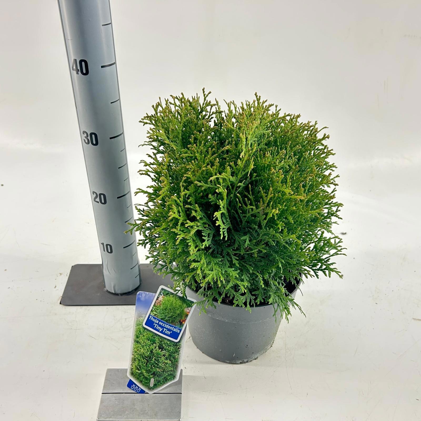 Thuja occ. 'Tiny Tim', D 19