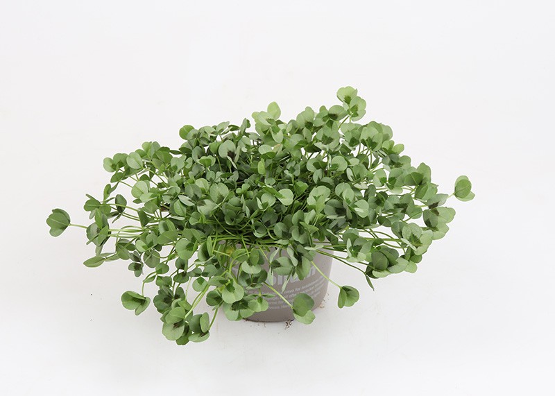 TRIFOLIUM REPENS 'LEONORE', D 11