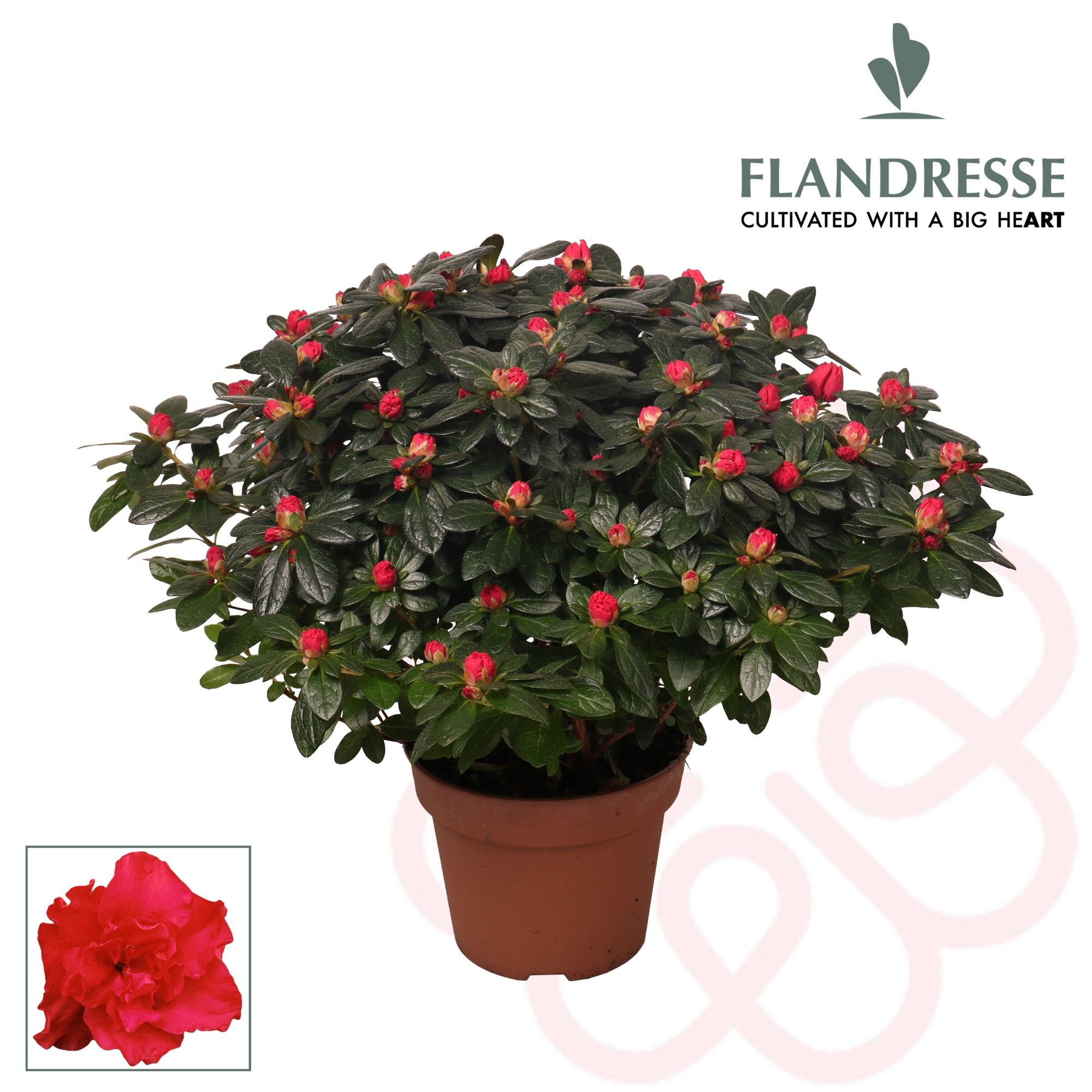 Azalea Flandresse® 'rood' 37 - 40 cm, D 17
