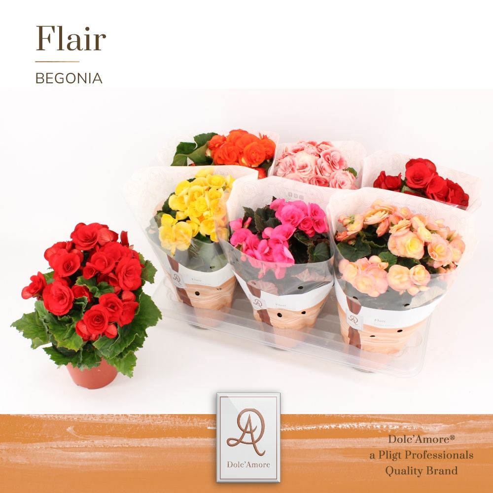 Begonia Mix P14 Dolc'Amore® Zonder Wit, D 14