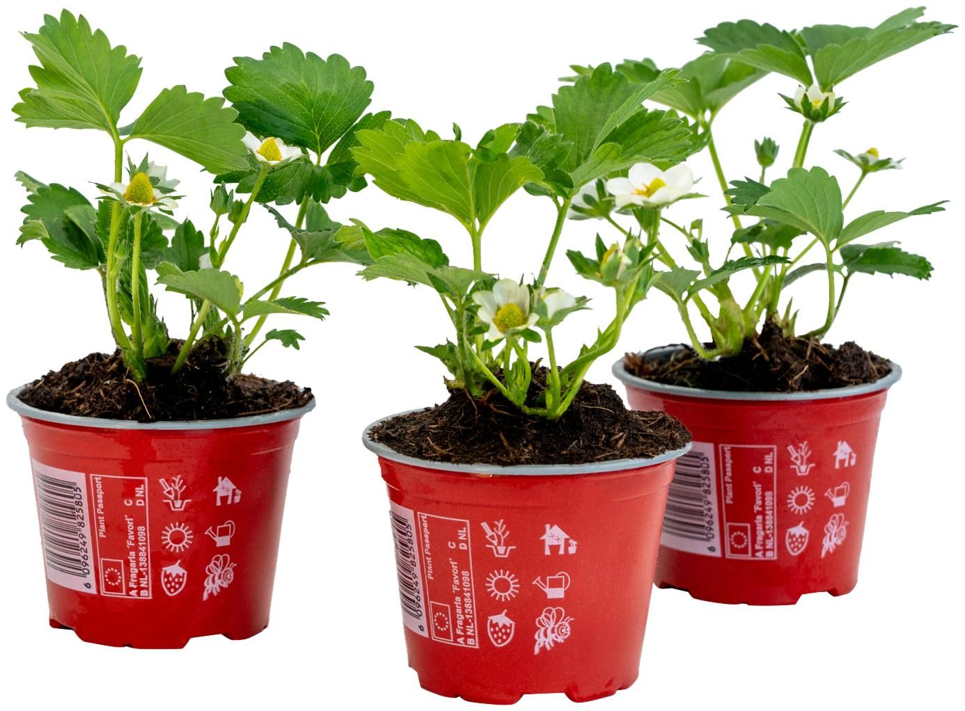 Fragaria Summerking P9 pot, D 9