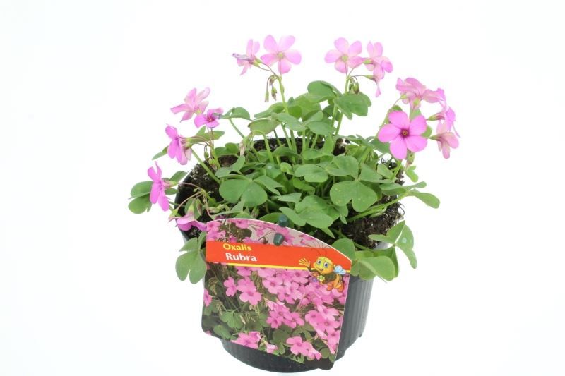 Oxalis Rubra, D 13