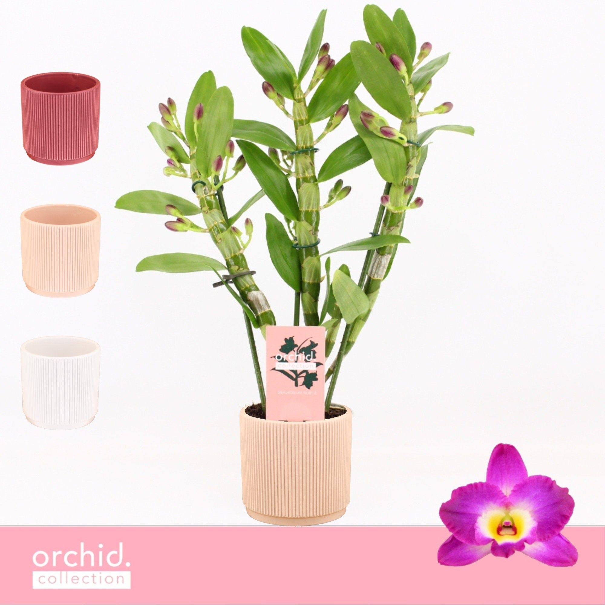 Dendrobium Nobilé, Akatsuki 3-spike Compact in Horizon Ribble 'Orchid Collection', D 12
