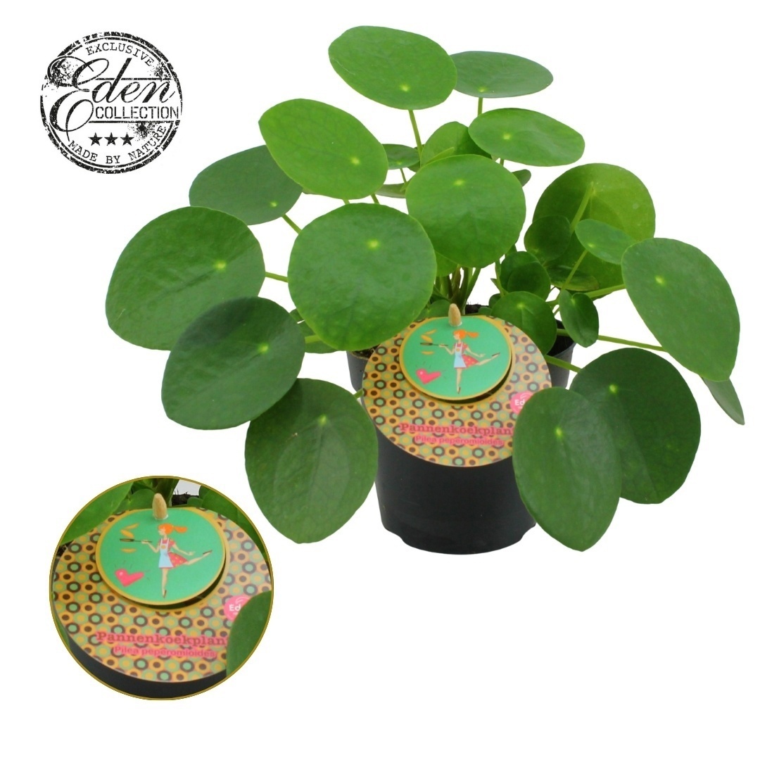 Pilea Peperomioides 12cm Nederlands etiket, D 12