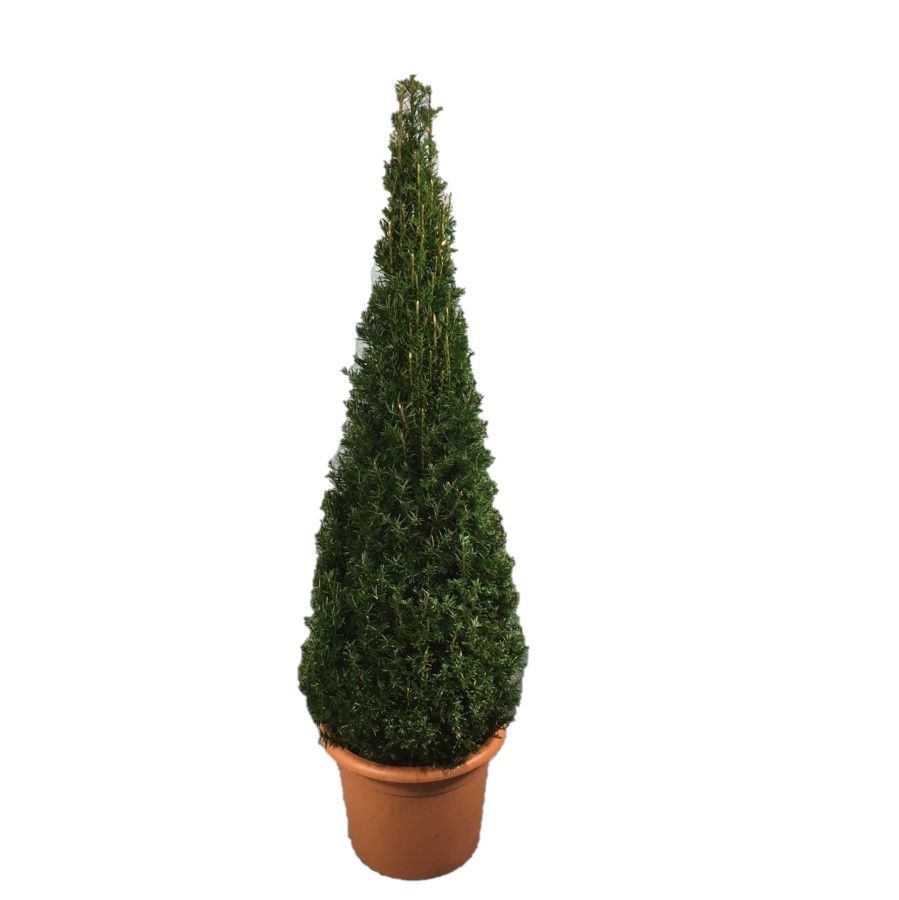 Taxus baccata Pyramiden p30 (th) 100-+ ©, D 28