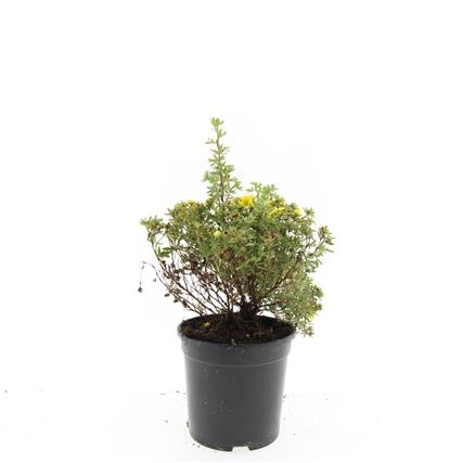 Potentilla f. 'Kobold', D 14