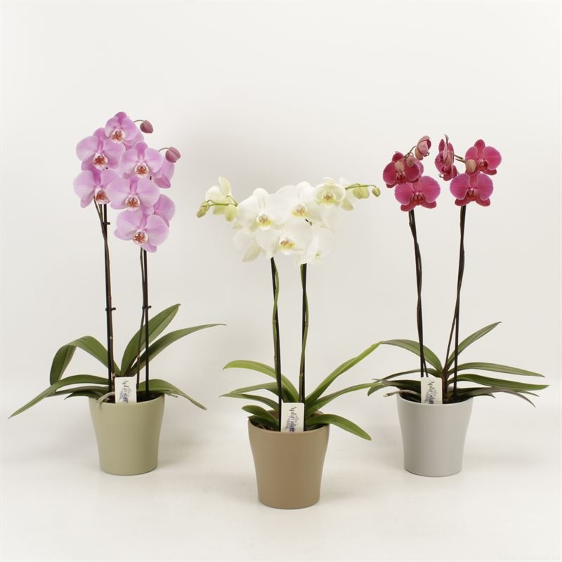 Phalaenopsis gemengd 2 tak gemengd in Modern living keramiek, D 12 cm