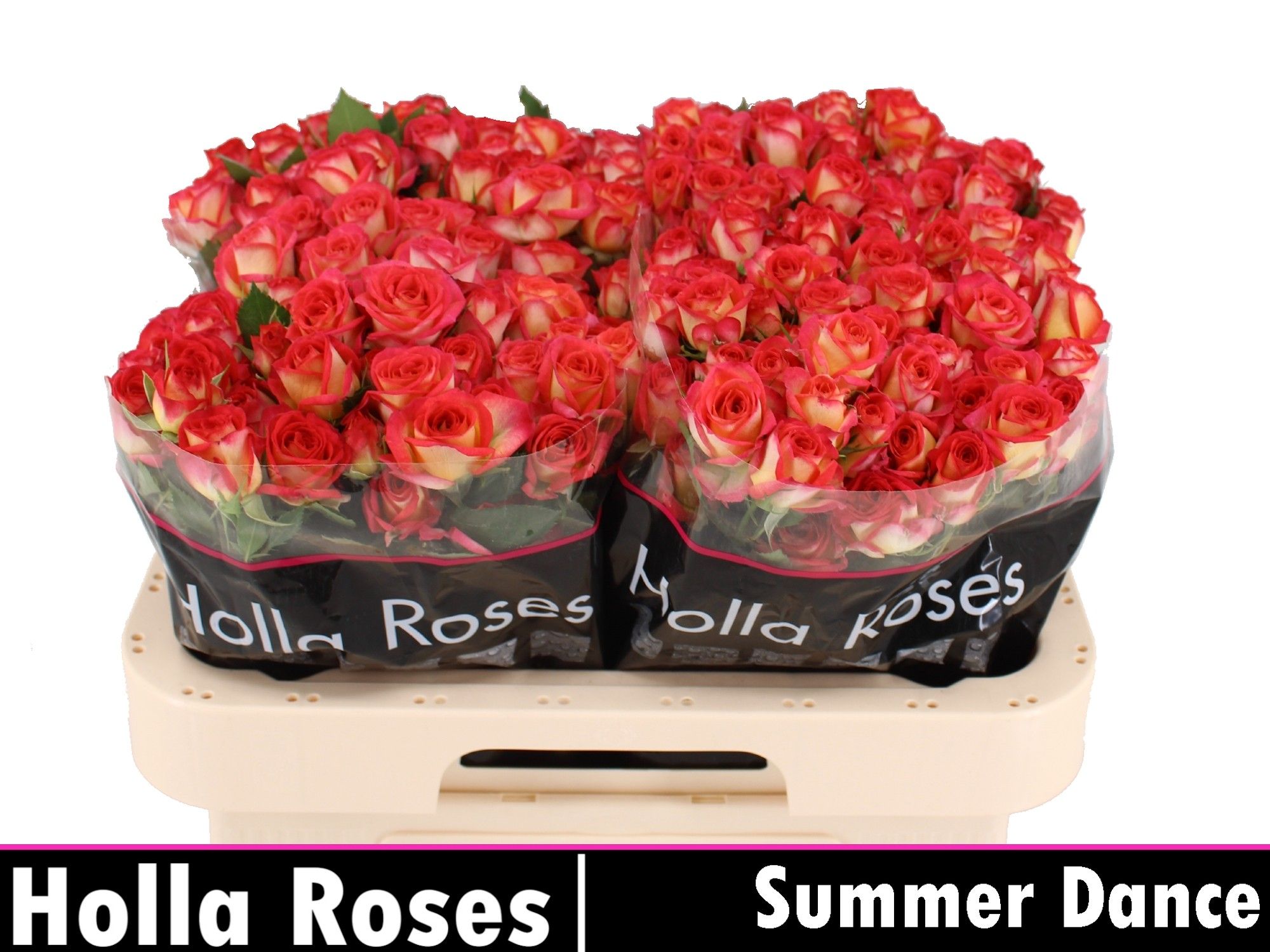 Роза куст. Саммер Дэнс 60, шт.