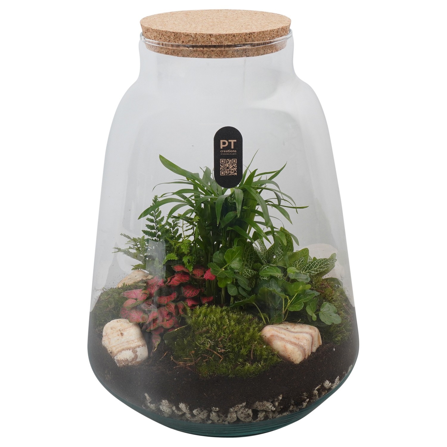 PTTER8137 Arrangement terrarium in glazen terrarium, D 26