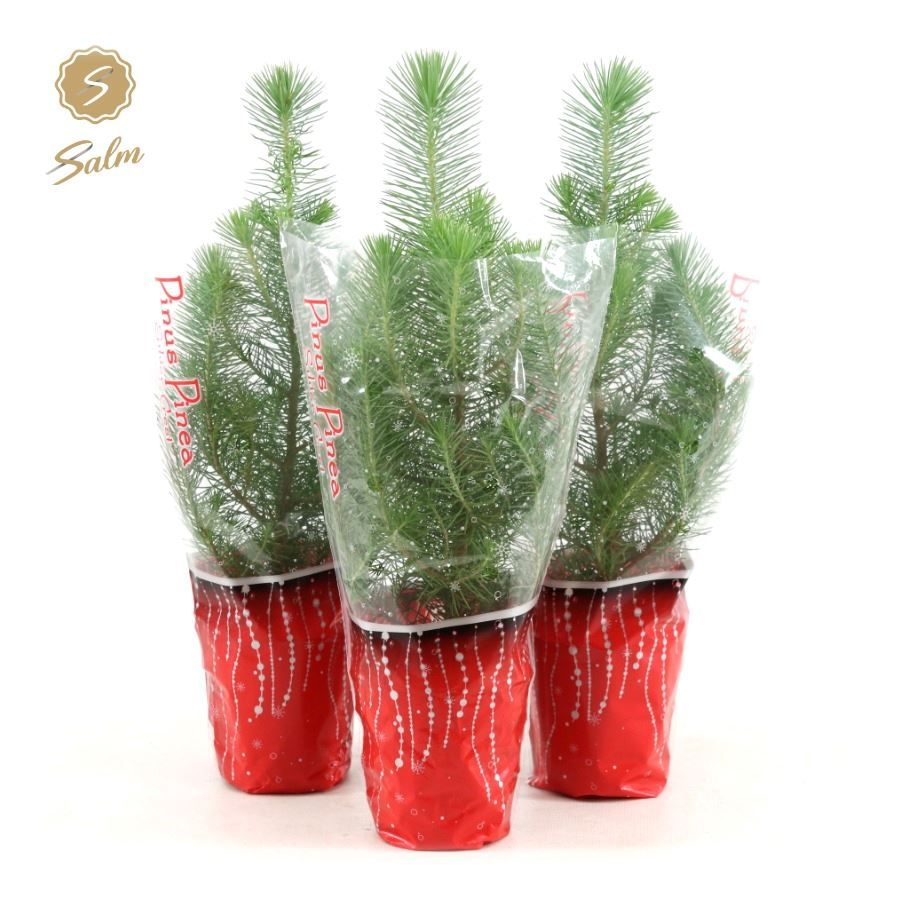 Pinus pinea 'Silver Crest' P10,5 in Sleeve X-mas, D 10,5 cm