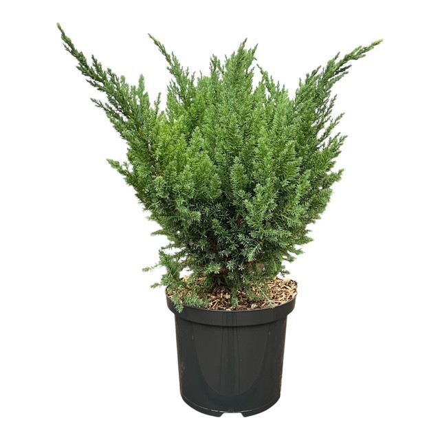 Juniperus x media 'Blue Chiffon', D 23 cm
