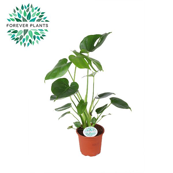 Monstera Deliciosa p14 PEAT FREE, D 14