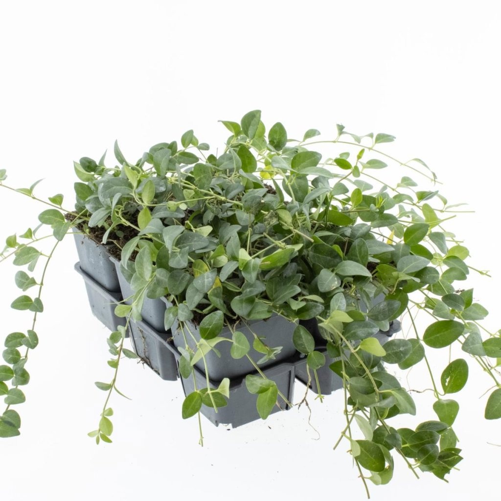 Vinca minor 'Atropurpurea', D 9