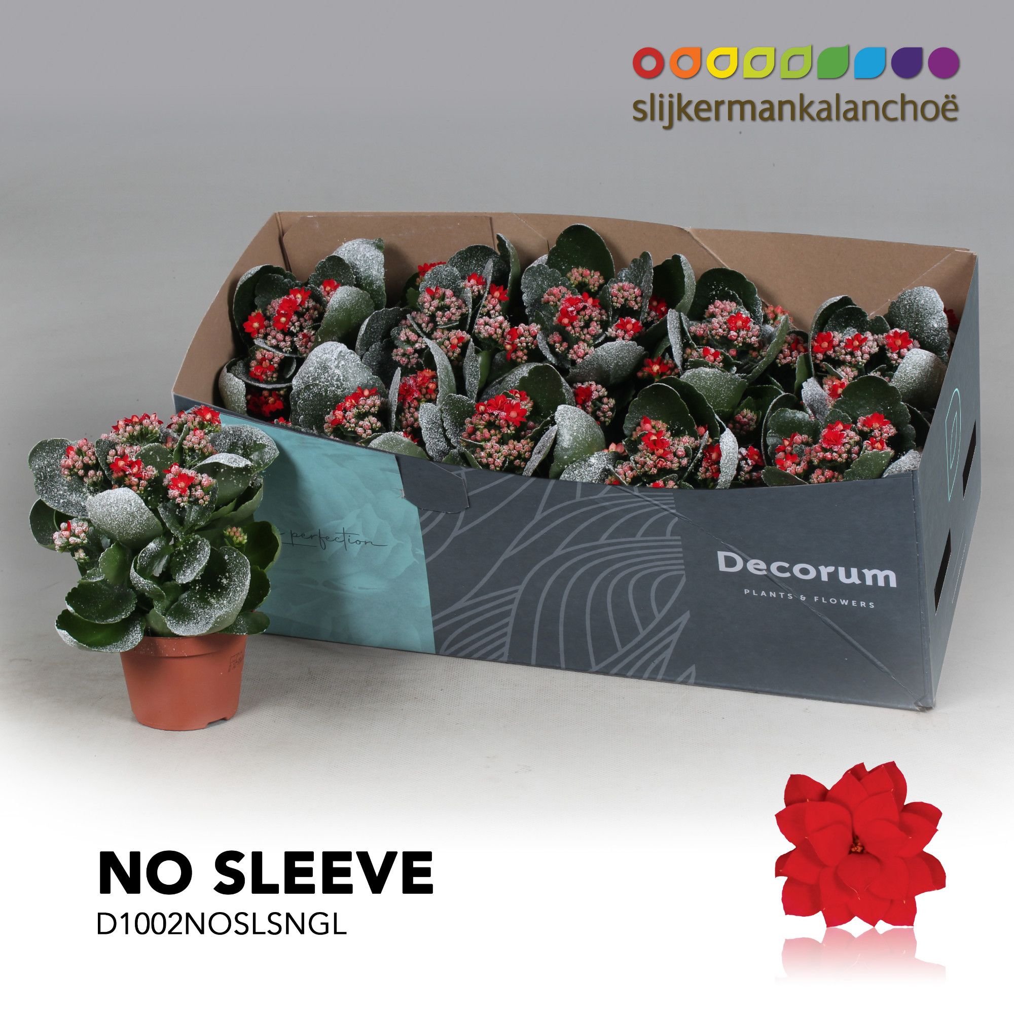 Kalanchoe No Sleeve - Red with snow/sneeuw and glitter - kerst, D 10,5 cm