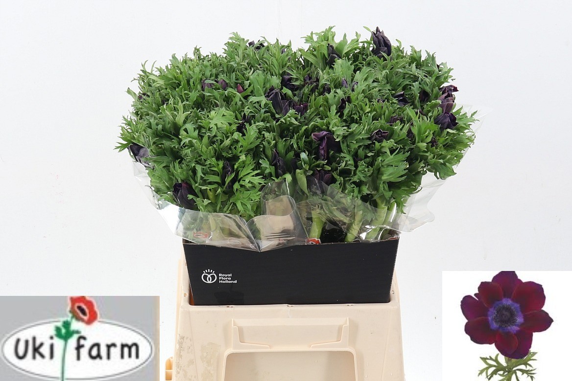 Анемон Галил Бордо 45 (бордо), шт.