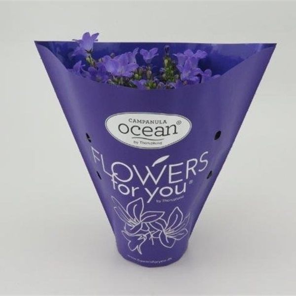 Blue ocean - single flower, D 11