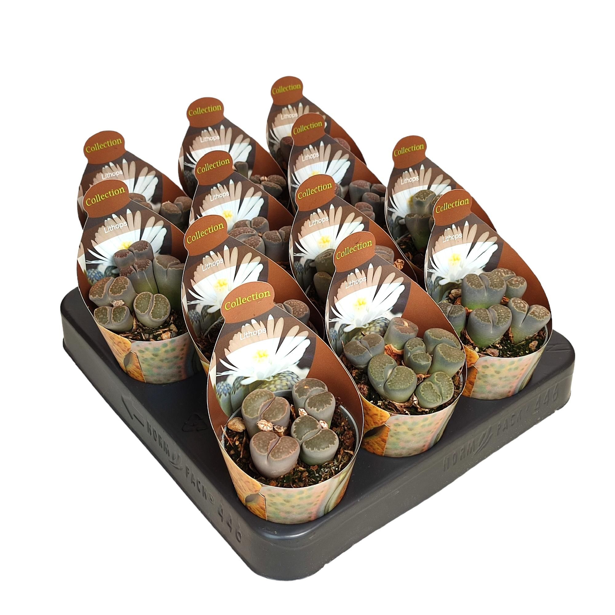 LITHOPS WHITE FLOWER - POT Ø 6,5 - COLLECTION WITH POTCOVER (SUCCULENTEN), D 6,5