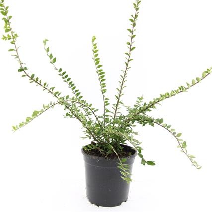 Lonicera nit. 'Maigrün', D 14 cm