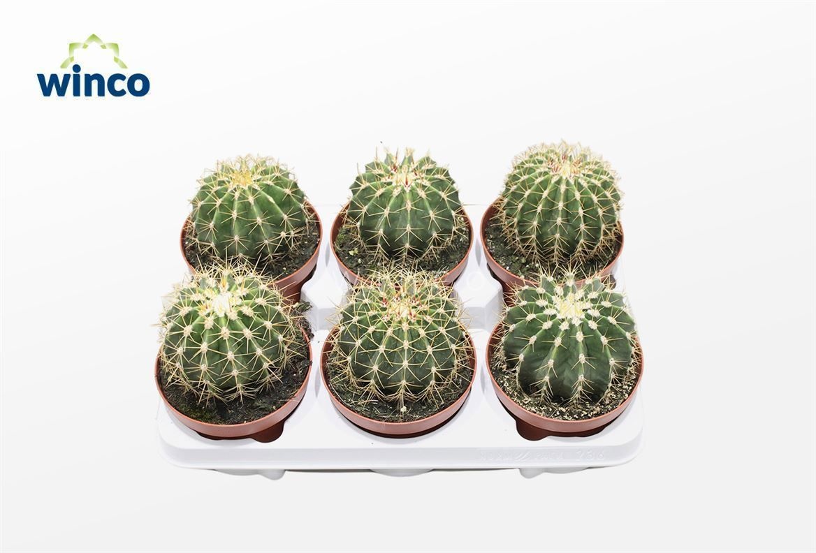 Ferocactus Schwarzii, D 13