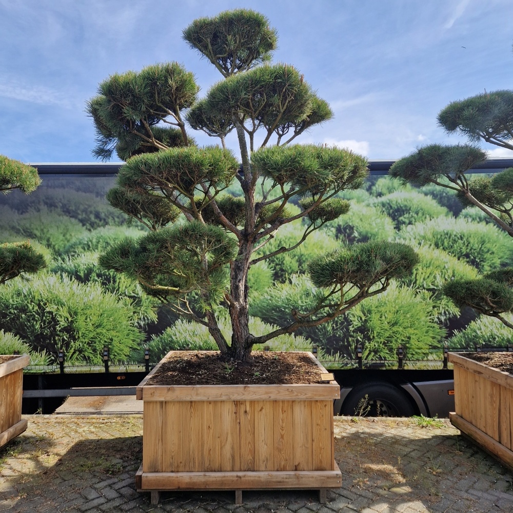 Pinus sylvestris 'Norsky', D 130 cm