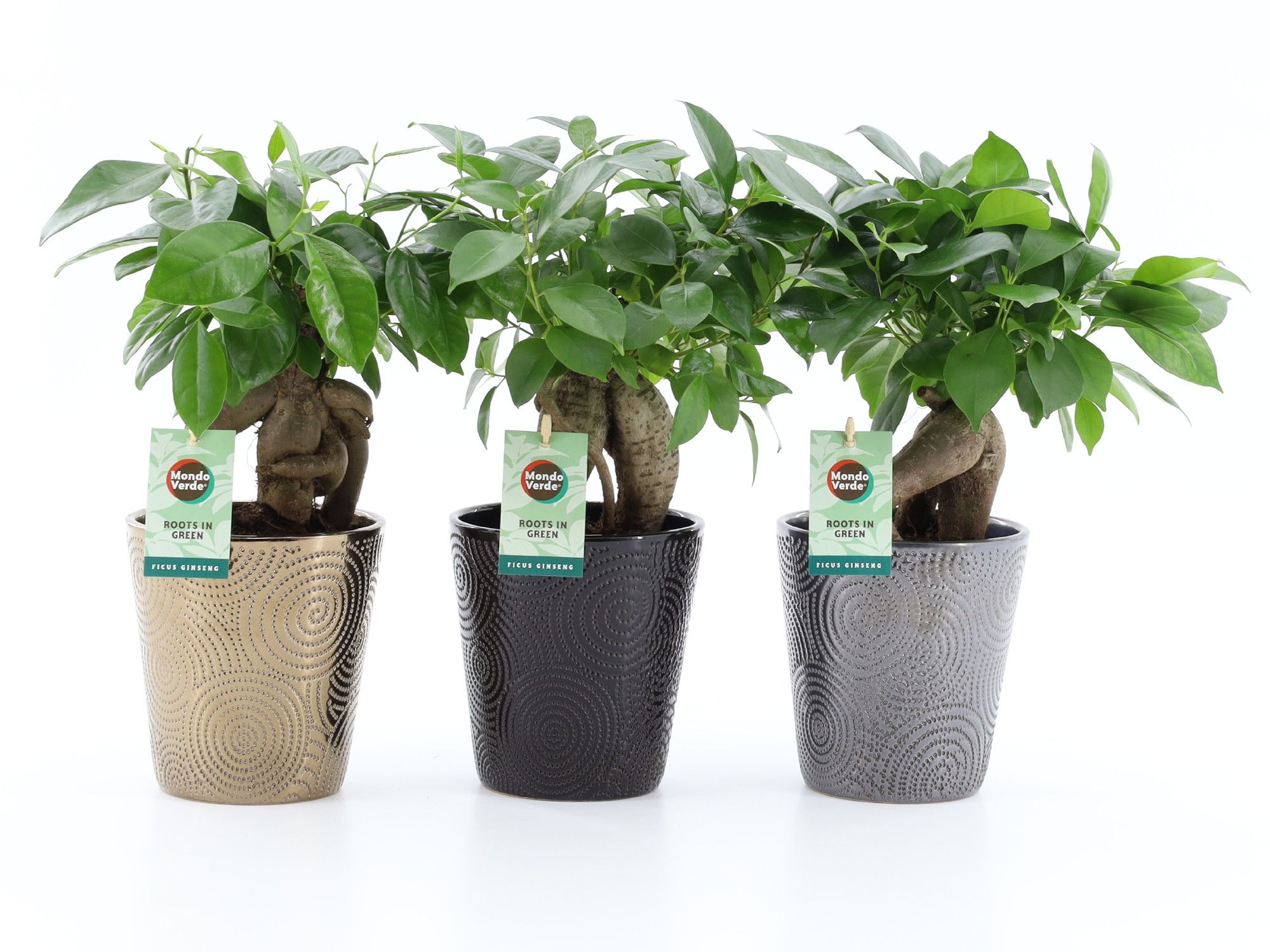 Ficus microcarpa Retusa in Infinity keramiek, D 13