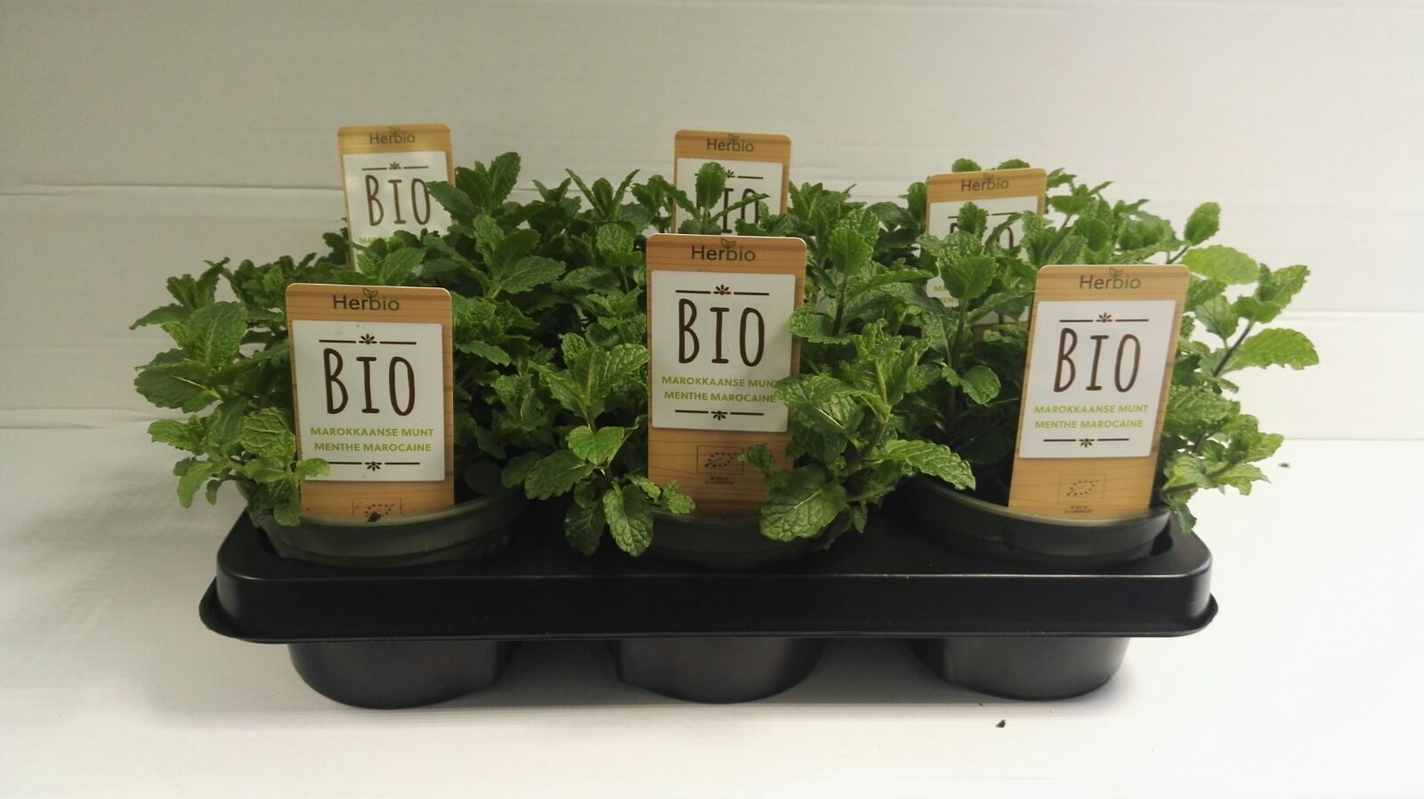 Munt Marokkaanse P12 HERBIO steker, D 12