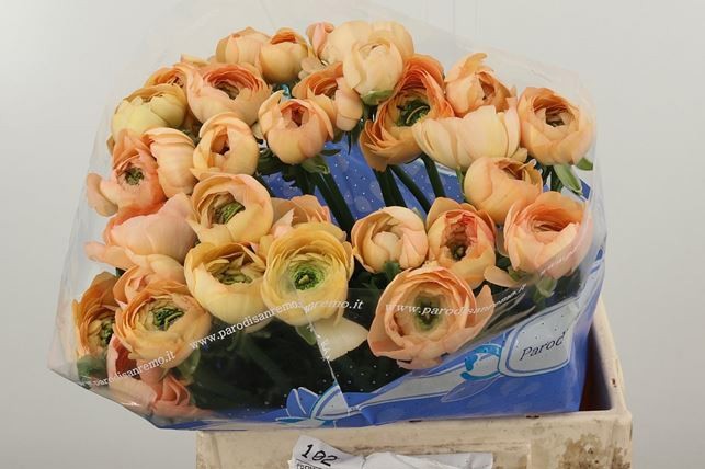 Ранункулус Саксесс Гранд Пастель 40, шт.